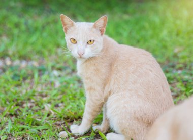Sarı kedi çimenlerde oturup kameraya baktı..
