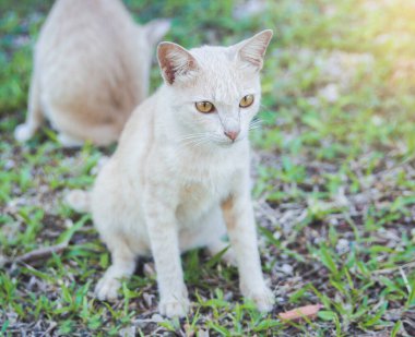 Sarı kedi çimenlerde oturuyor..