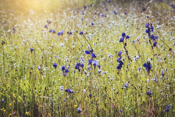 Весняне Літо Маленькі Фіолетові Квіти Біла Квітка Полі — стокове фото