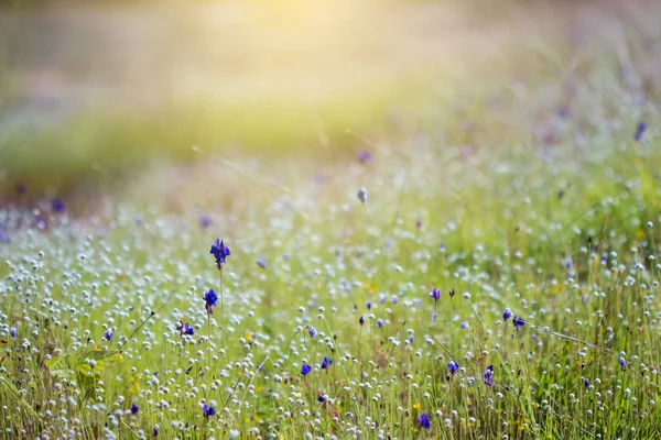 Frühling Sommer Kleine Lila Blumen Und Weiße Blume Feld — Stockfoto