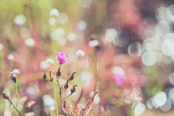 Frühling Sommer Kleine Rosa Blumen Und Weiße Blume Auf Dem — Stockfoto