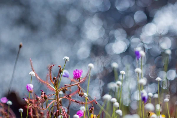 Frühling Sommer Kleine Rosa Blumen Und Weiße Blume Auf Dem — Stockfoto