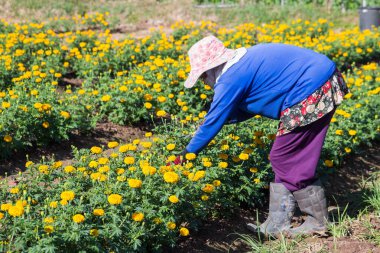 Çiftlikte satmak için kadife çiçeği kesen kadın..