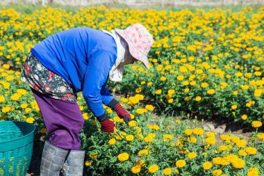 Çiftlikte satmak için kadife çiçeği kesen kadın..