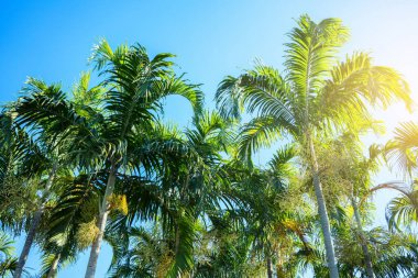 Mavi gökyüzü olan palmiye ağacı, güzel bir tropikal arka plan