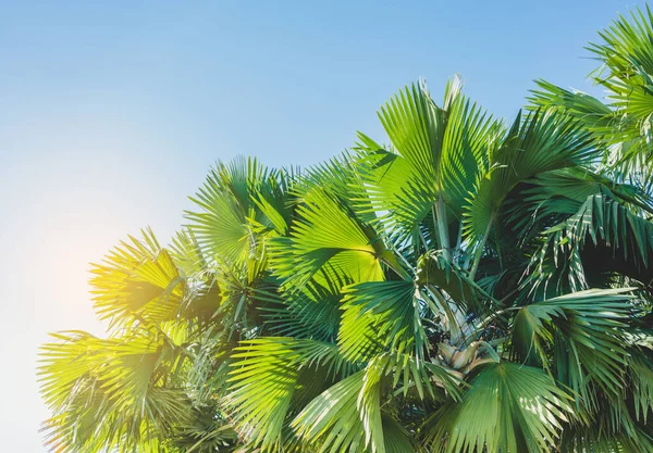 Palme Mit Blauem Himmel Schöner Tropischer Hintergrund — Stockfoto