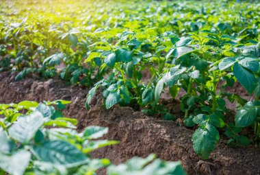 Tarlada taze patates, organik çiftlik..