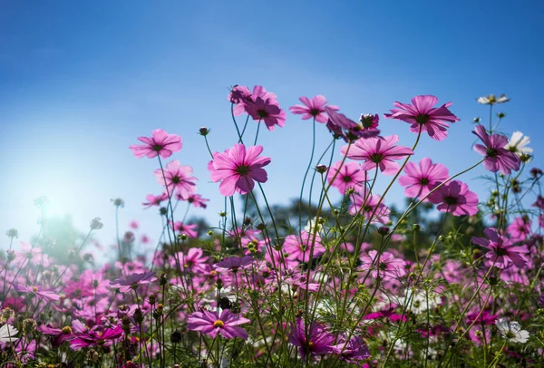Rosafarbene Kosmosblüten Garten Mit Blauem Himmel Weicher Fokus — Stockfoto