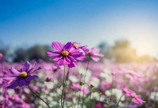 Flores Cosmos Rosadas Jardín Con Cielo Azul Enfoque Suave —  Fotos de Stock