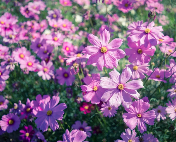 Flores Cosmos Rosadas Jardín Con Cielo Azul Enfoque Suave —  Fotos de Stock