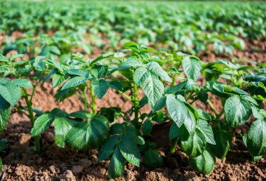 Tarlada taze patates, organik çiftlik..