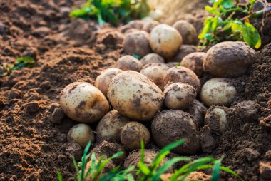 alanında taze organik patates
