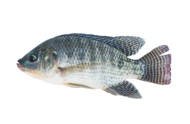 Nil tilapia balığı kırpma yolu ile beyaz zemin üzerinde izole.