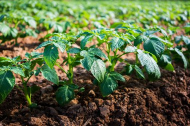 Tarlada taze patates, organik çiftlik..