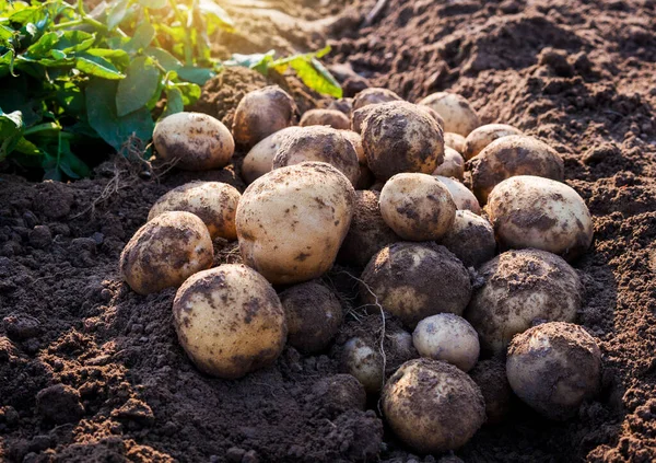 Pommes Terre Biologiques Fraîches Champ Récolte Pommes Terre Partir Terre — Photo