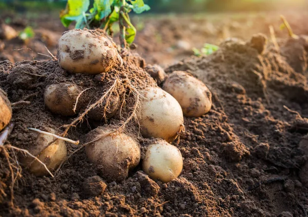 Pommes Terre Biologiques Fraîches Sur Terrain — Photo