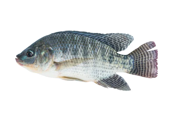 Nil Tilapia Fische Isoliert Auf Weißem Hintergrund Mit Clipping Path — Stockfoto