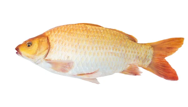 Gewöhnlicher Karpfenfisch Isoliert Auf Weißem Hintergrund — Stockfoto