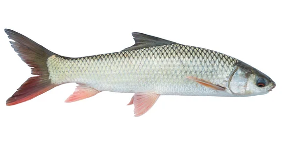 Großkopf Karpfenfisch Isoliert Auf Weißem Hintergrund — Stockfoto