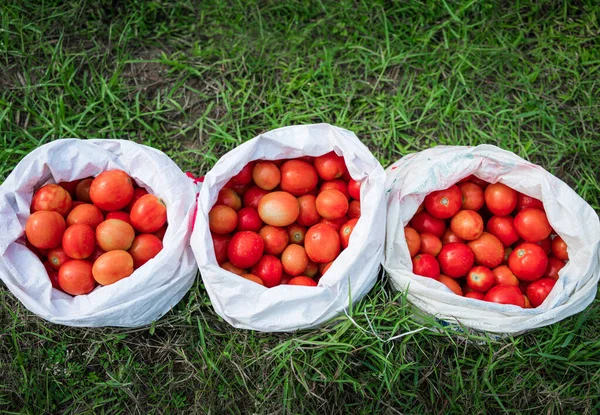 Vista Superior Tomates Vermelhos Maduros Frescos Estão Saco Branco Fazenda — Fotografia de Stock