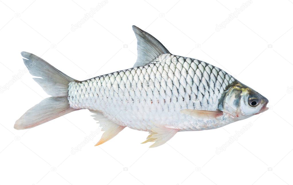 Silver barb fish isolated on white backgroun