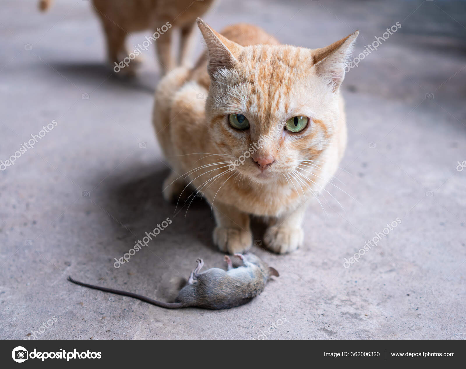 cat catching mouse