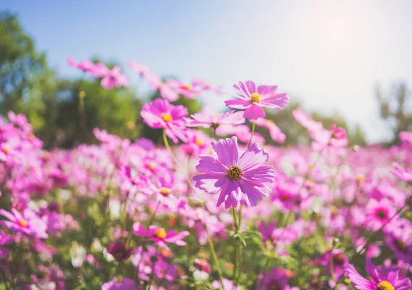 Flores Cosmos Rosadas Jardín Con Cielo Azul Enfoque Suave —  Fotos de Stock