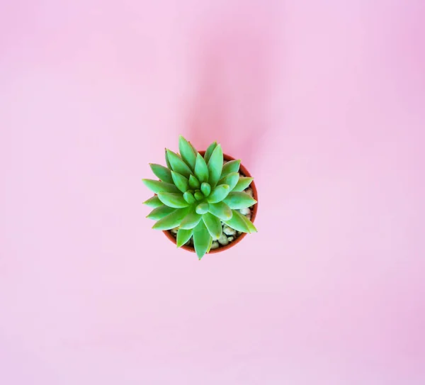 ピンク色の背景に多肉植物 ミニマルな創作スタイル — ストック写真