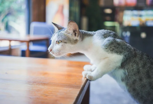 Gato Mirando Mesa Cafetería —  Fotos de Stock