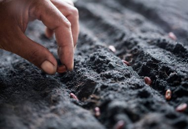 Çiftçi el tohumu ekimini kapat.