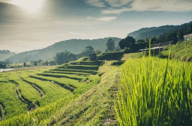 Tayland, Chiang Mai 'deki pirinç tarlaları..