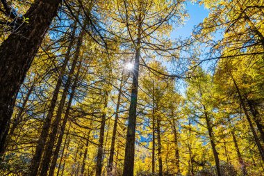 Sonbaharda Çam Ormanı Doğa Manzarası.