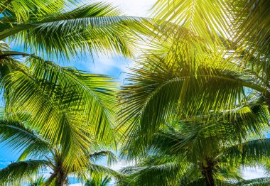 Mavi gökyüzü ile Hindistan cevizi palmiyesi, güzel tropikal arkaplan