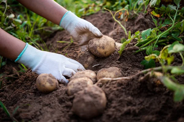 Agriculteur Récolte Des Pommes Terre Dans Champ — Photo