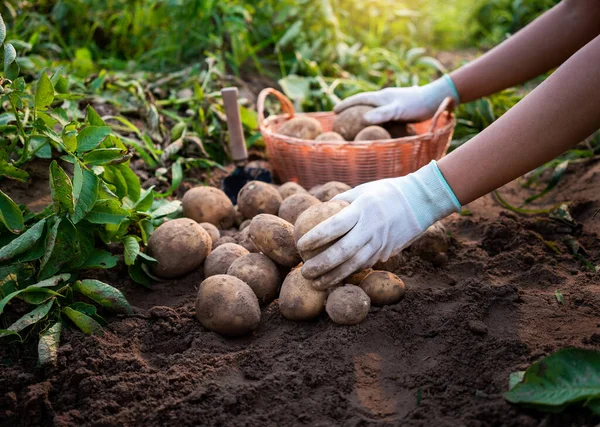 Agriculteur Récolte Des Pommes Terre Dans Champ — Photo
