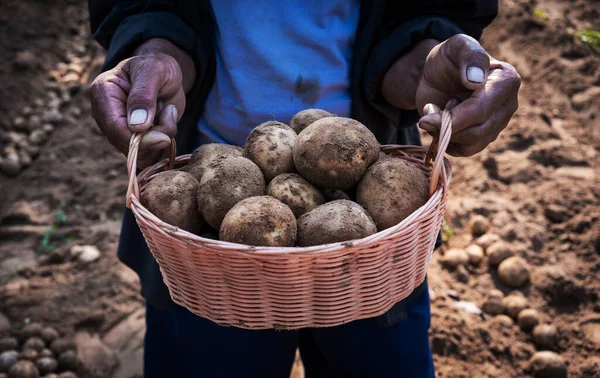 Farmer harvesting fresh potatoes in farm.