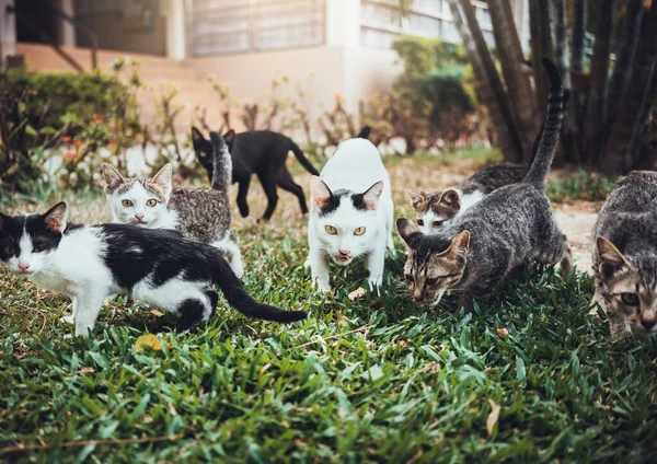 A group of cats on green grass and look at the camera.