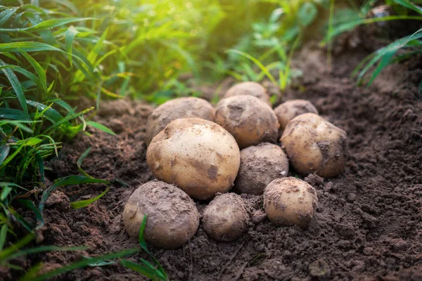 Pommes Terre Biologiques Fraîches Sur Terrain — Photo