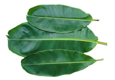 taze muz yaprağı izole kırpma yoluyla