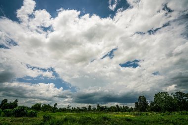 Pirinç tarlasının üzerinde bulutlar ve gökyüzü olan yaz manzarası.