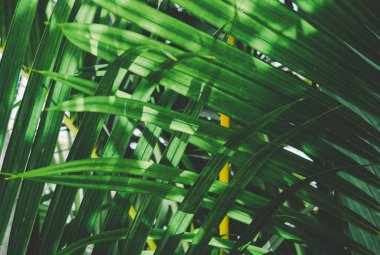 Tropik palmiye yaprakları arka plan.