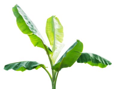 kırpma yolu ile beyaz arkaplanda izole edilmiş muz ağacı.