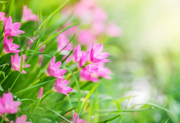 Rosa Regn Lilja Blomma Naturen Söt Bakgrund — Stockfoto