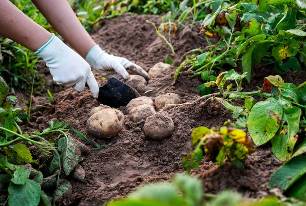 Agricultor Cosechando Patatas Campo — Foto de Stock