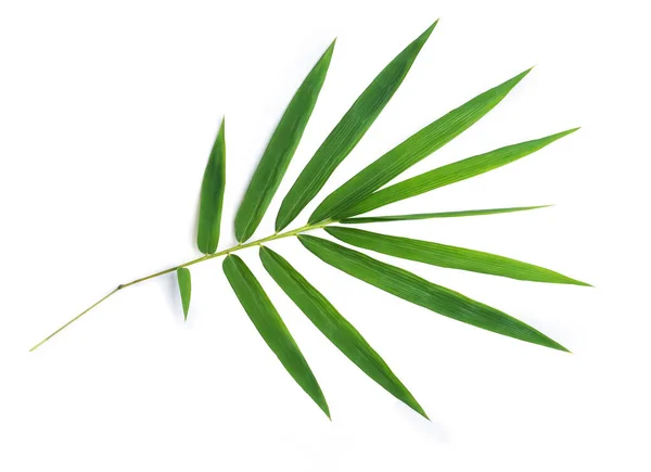 Bambublad Isolerad Vit Bakgrund — Stockfoto