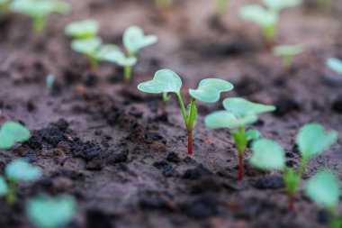 Yeşil tohum, güneş ışığıyla büyüyen genç bitki..
