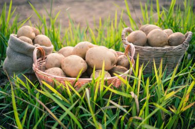 Taze organik patatesler sepette toplanıyor..