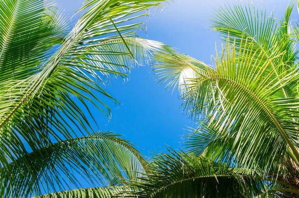 Coconut Palm Tree Blue Sky Background — Stock Photo, Image