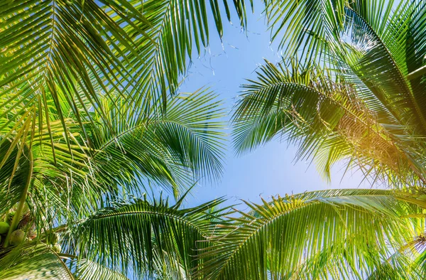 Mavi Gökyüzü Arkaplanlı Hindistan Cevizi Palmiyesi — Stok fotoğraf