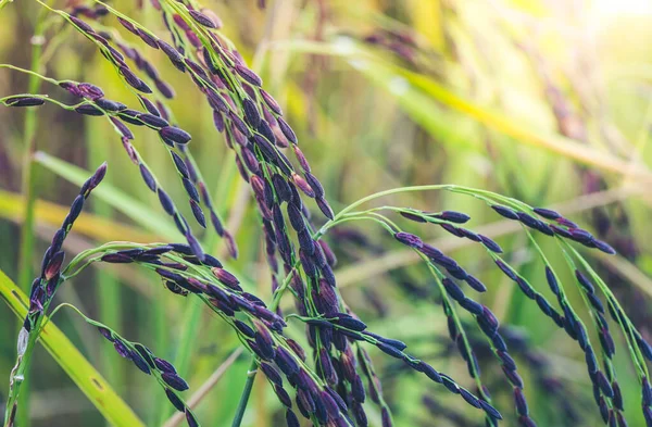 Riz Paddy Aux Petits Fruits Avec Soleil Dans Rizière — Photo